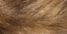 Mink