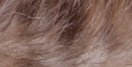 Lynx