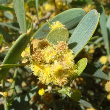 Jojobapflanze (© Miwasatoshi/commons.wikimedia.org)